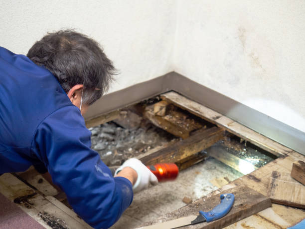 Best Mold Damage Repair  in Langhorne, PA