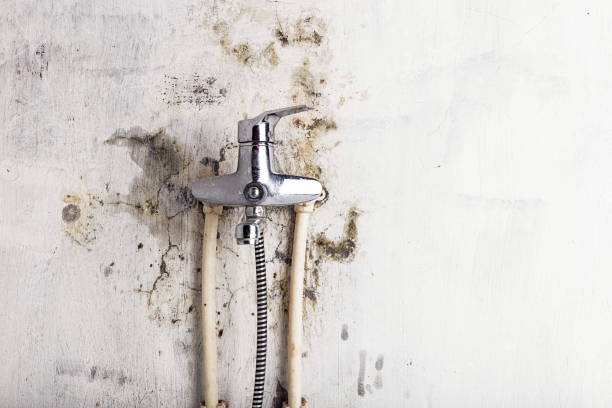 Best Mold Removal Process  in Langhorne, PA