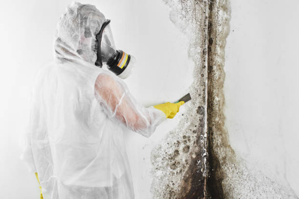 Best Office Mold Removal Services  in Langhorne, PA