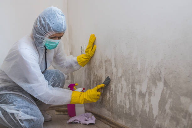 Best Residential Mold Removal  in Langhorne, PA