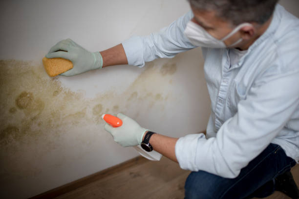 Mold Removal Process in Langhorne, PA