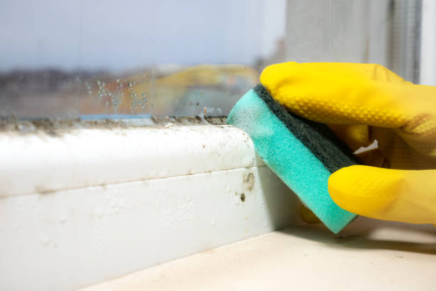 Best Crawl Space Mold Removal  in Langhorne, PA