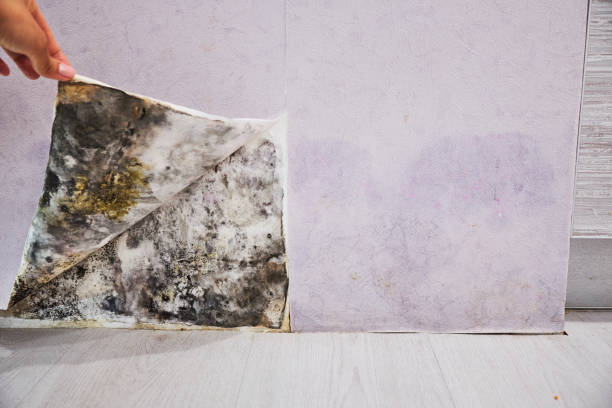 Reliable Langhorne, PA Mold Removal Solutions